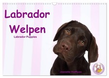 Labrador Welpen - Labrador
