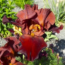 Iris germanica bartiris - germanica,