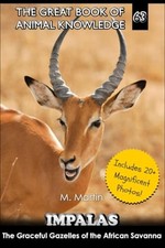 Impalas graceful gazelles - impalas,