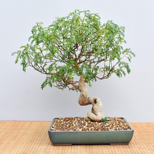 Bonsai indoor szechuanpfeffer - indoor,,