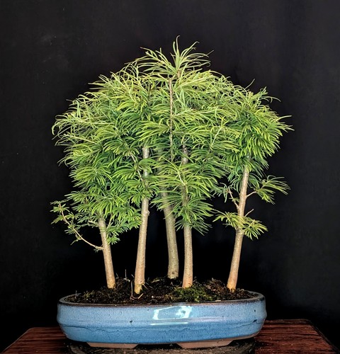 Bonsai goldlärche pseudolarix - bonsai,