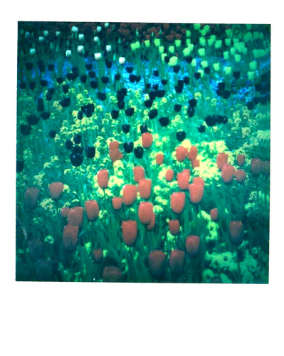 Araki nobuyoshi blumen - araki, -blumen-