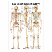 Das menschliche Skelett Poster