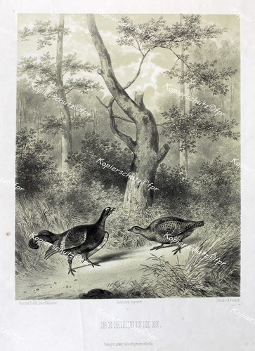 Adolf rohlfs birkhuhn - rohlfs,
