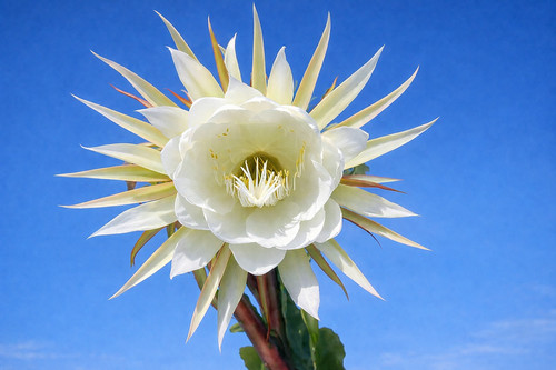 Epiphyllum blattkaktus hybride - epiphyllum,