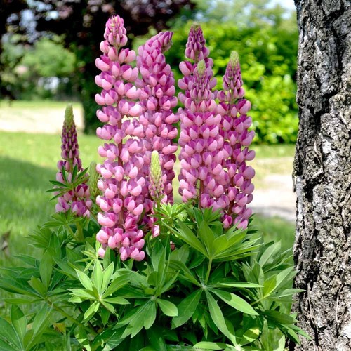 Samen lupin rosa - +,