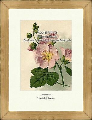 Einfache stockrose stockmalve - einfache,