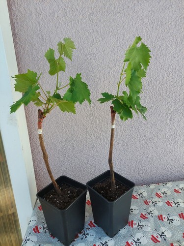 Weinreben tafeltrauben ultra - tafeltrauben,