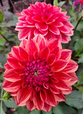 Dekorative Dahlie Hapet Orange Perl D10-15 H100 1 Wurzelstock.