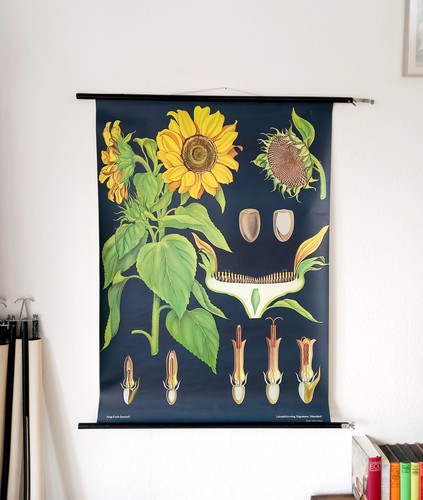 Schulwandkarte sonnenblume - sonnenblume,
