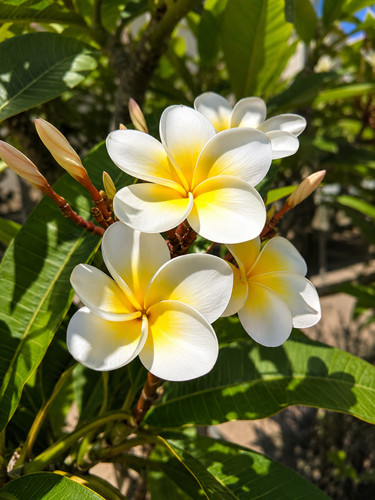 002654a frangipani alba - frangipani,