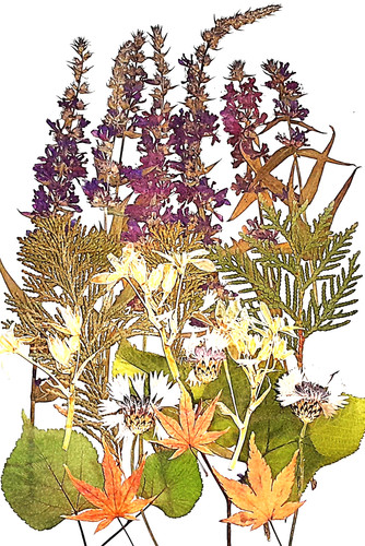 Herbarium gepresste