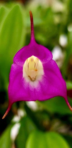 Masdevallia species uniflora - species,