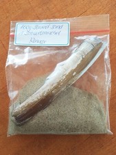 1 P. = ca.  100 Gramm Strandsand +Schwertmuschel für kreativen Gestalten - Deko