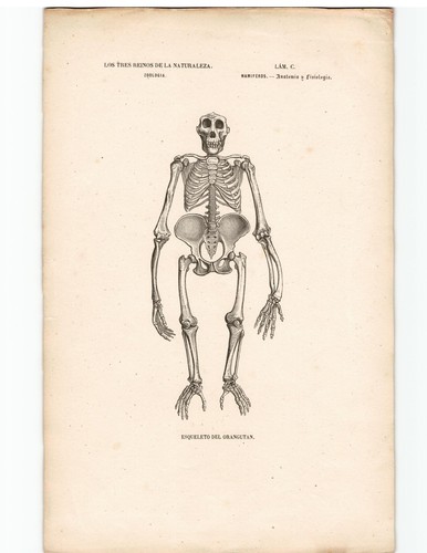 Antike lithographie grafik - grafik, 19
