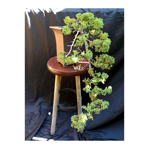Pre bonsai wacholder - pre-bonsai,
