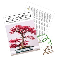 Bonsai Samen mit hoher Keimrate - Roter Fächerahorn, Acer palmatum atropurpureum