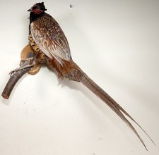 Schöner Jagdfasan Pheasant