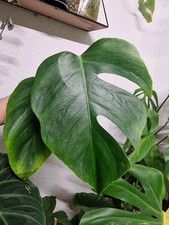 Monstera Sierrana Hawaiian