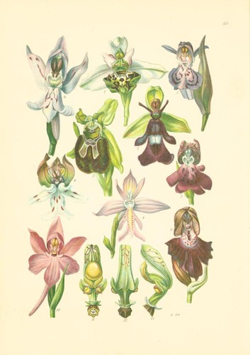 Ophrys arachnites ragwurzen - ophrys,