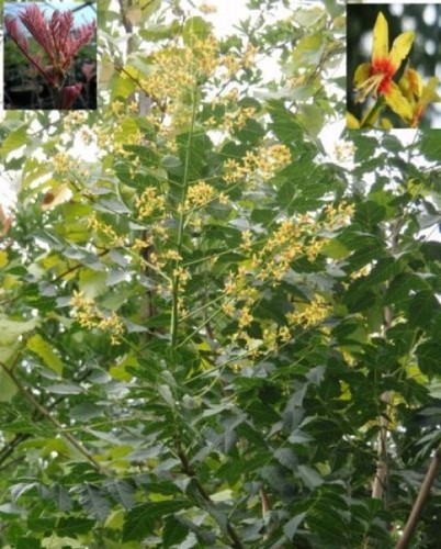 Blasenbaum blasenesche - -,