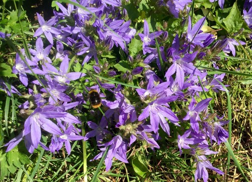Polsterglockenblume campanula - polsterglockenblume,