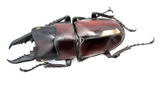 Lucanidae prosopocoilus - lucanidae,,