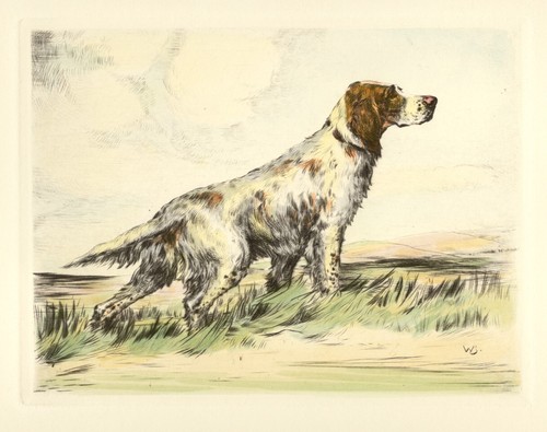 Englischer setter hund gundog - englischer,