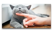 120x60cm Leinwandbild Katze Britisch Kurzhaar Kater Flauschig Kuscheln