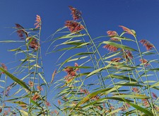Samen schilf schilfrohr - 50,