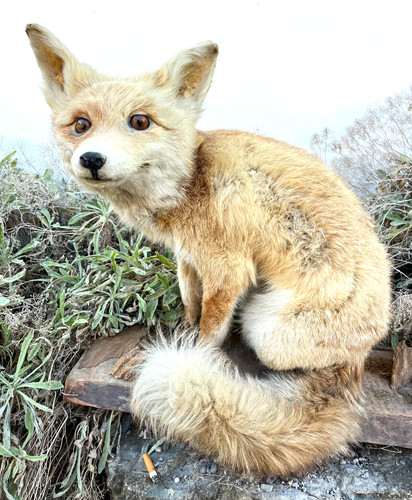 Fuchs präperat taxidermy - fuchs, präperat,