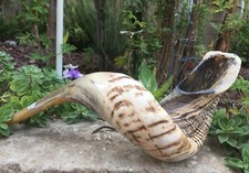 Widder schofar horn - widder,