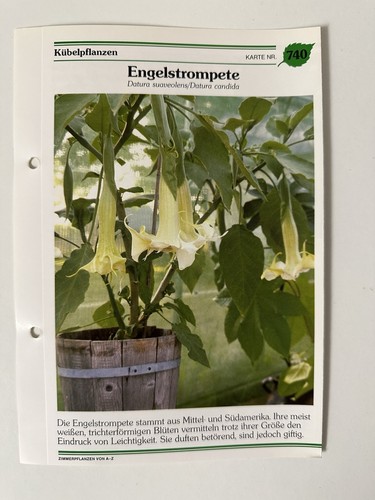 Engelstrompete