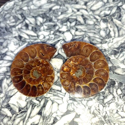 Geschnitten paar phylloceras - geschnitten,