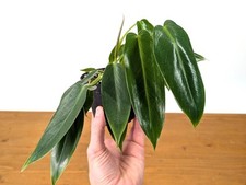 Philodendron spiritus sancti - spiritus,