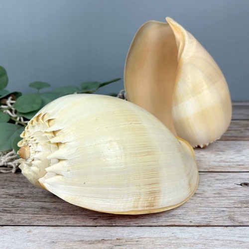 Voluta melocorona 20cm - melocorona, 18-20cm