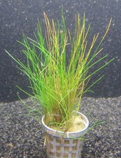 Eleocharis acicularis -