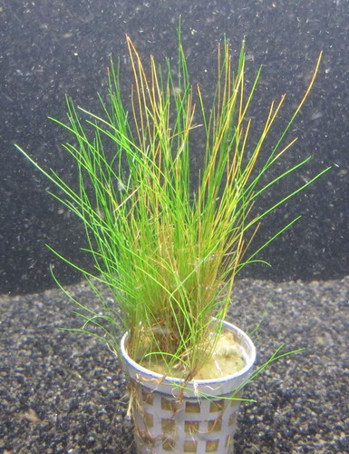 Eleocharis acicularis - ,