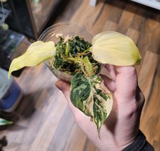 Philodendron Micans Aurea