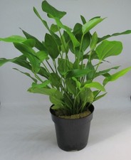 Mutterpflanze echinodorus - mutterpflanze,