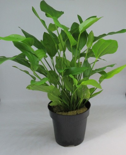 Mutterpflanze echinodorus - mutterpflanze,