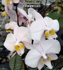 Orchidee Phalaenopsis Phal