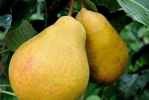 Birnenbaum cukrówka mit - birnenbaum, 'cukrówka'