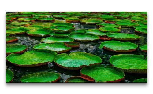120x60cm leinwandbild seerosen - leinwandbild,