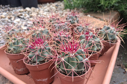 Stück ferocactus acanthodes - 2,