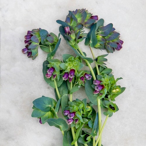 Blaue wachsblume samen - blaue,
