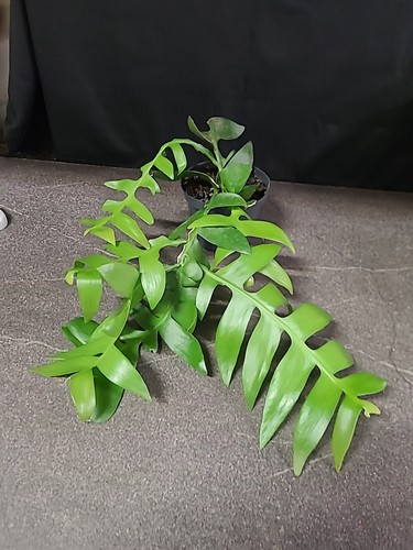 Rarität selten epiphyllum - raritÄt,