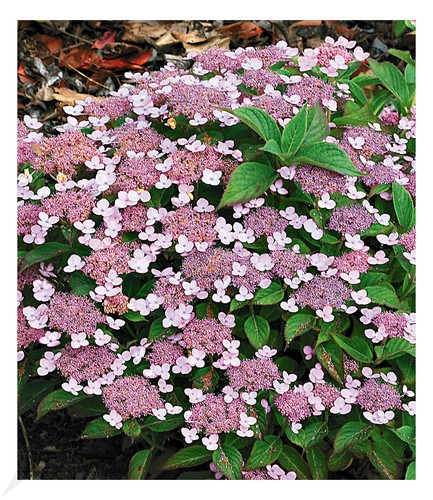 Zwerg hortensie lace - zwerg-hortensie, 'lace