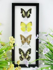 4 echte präparierte