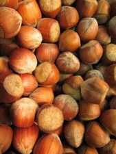 Corylus 'Nocchione' italienische Haselnuss Winterharte Pflanze 140-170cm